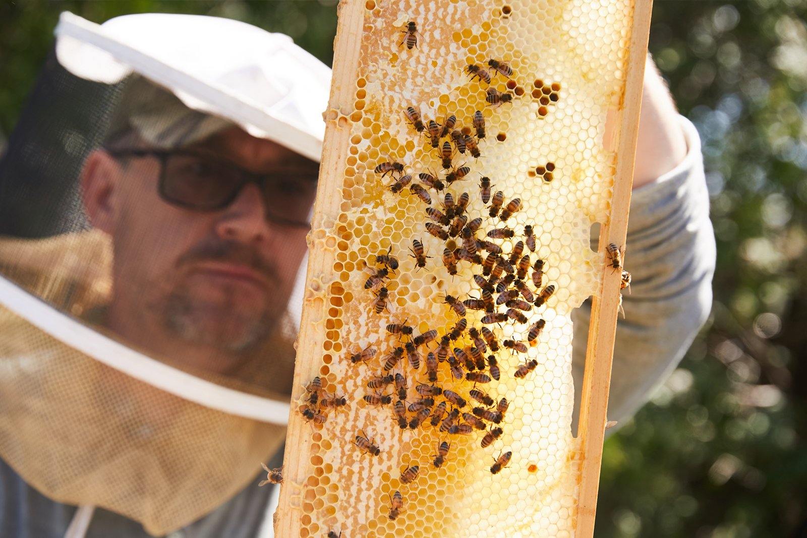 Bee keeper with bees